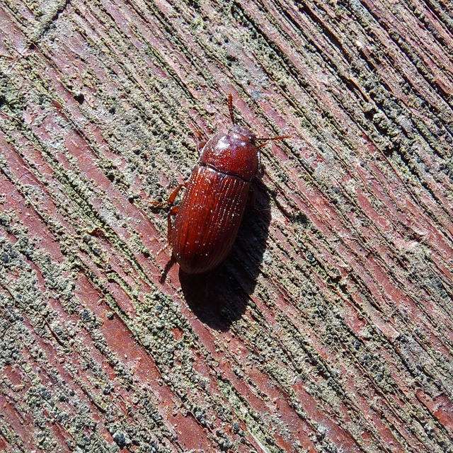 Uloma culinaris - nagy rágványbogár