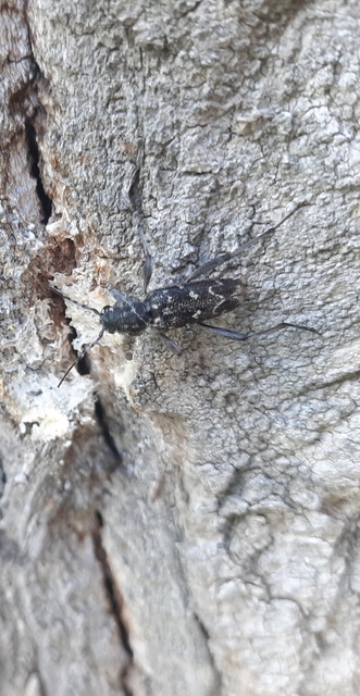 Xylotrechus rusticus - egérszínű darázscincér