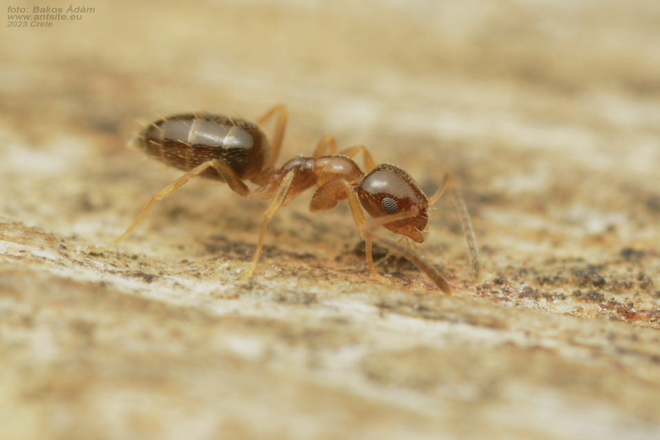 Plagiolepis pallescens - halvány törpehangya