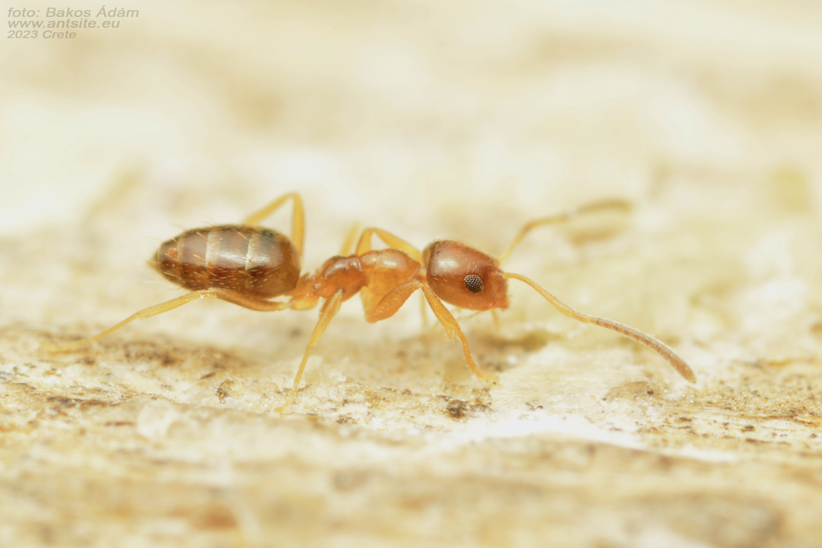 Plagiolepis pallescens - halvány törpehangya