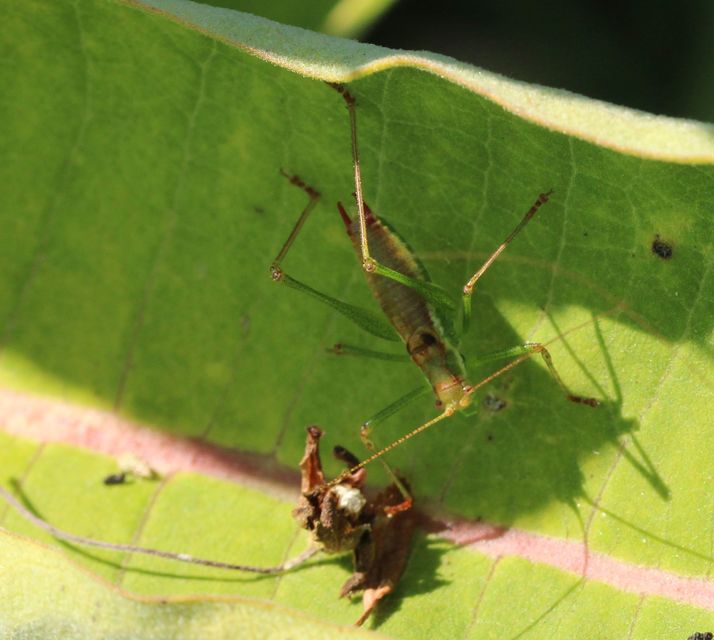 Leptophyes albovittata - közönséges virágszöcske