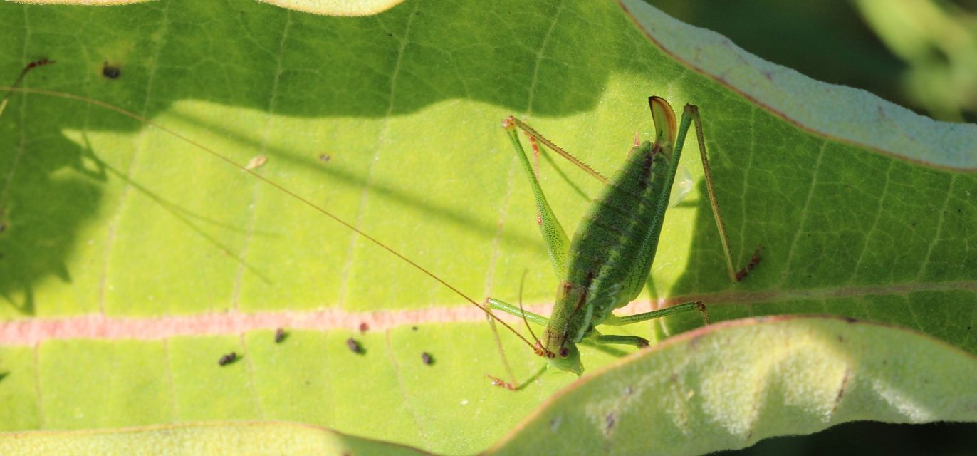 Leptophyes albovittata - közönséges virágszöcske