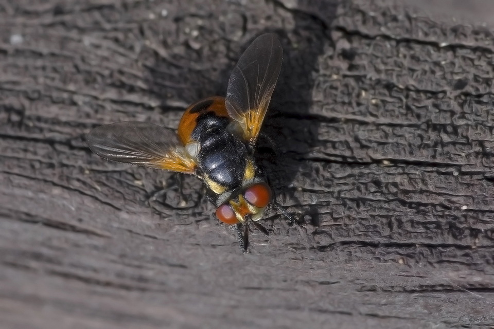 Gymnosoma