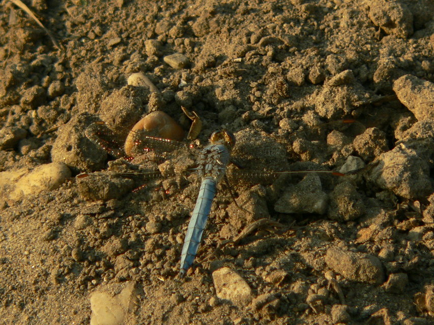 Orthetrum brunneum - pataki pásztorszitakötő
