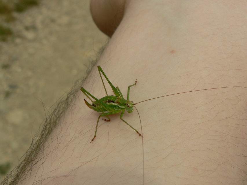 Leptophyes albovittata - közönséges virágszöcske