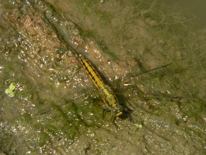 Orthetrum cancellatum - feketefarkú pásztorszitakötő