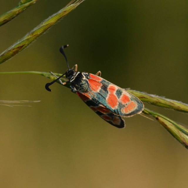 Zygaena carniolica - fehérgyűrűs csüngőlepke