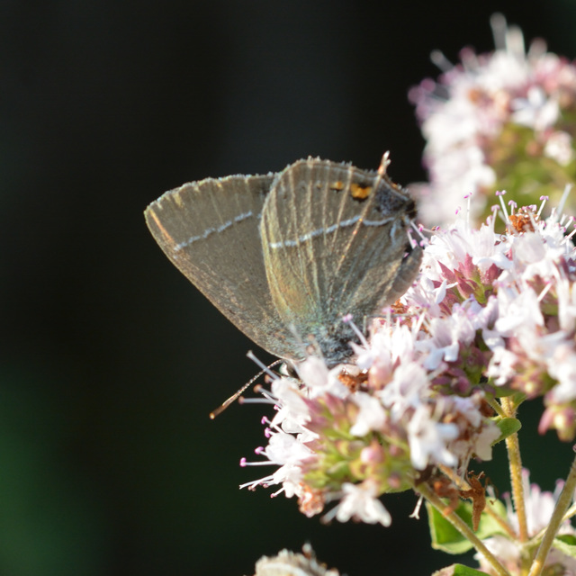 Satyrium spini - kökény-csücsköslepke