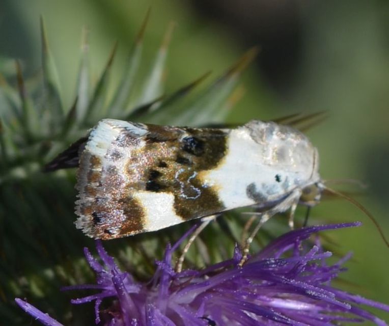Acontia lucida - fehér nappalibagoly