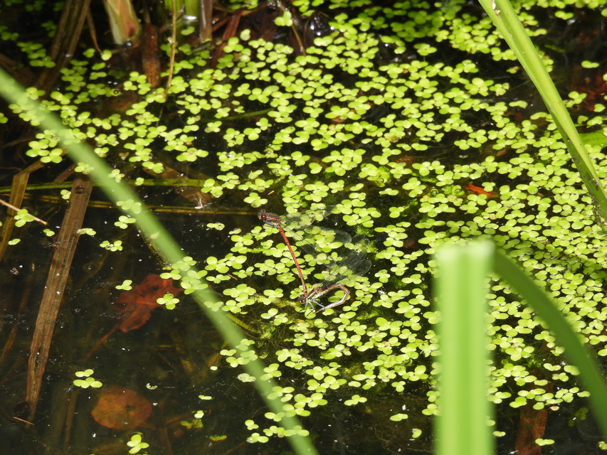 Pyrrhosoma nymphula interposita - vörös légivadász