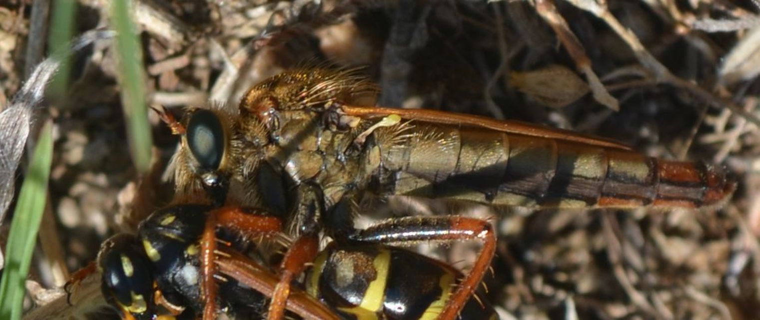 Stenopogon sabaudus