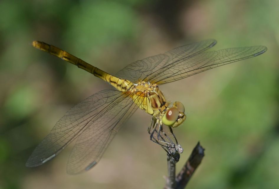 Sympetrum meridionale - fakó katona-szitakötő
