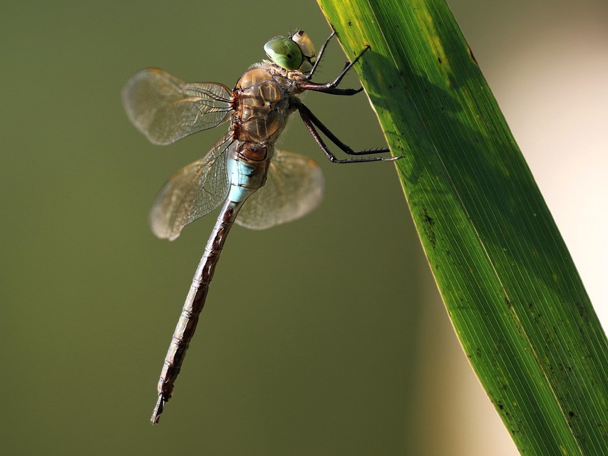 Anax parthenope - barna óriásacsa