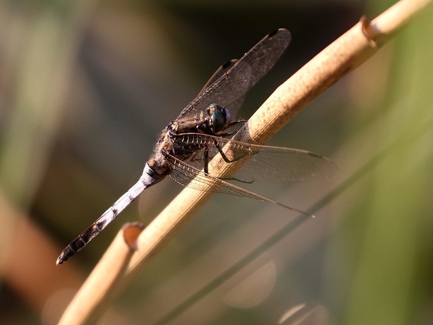 Orthetrum albistylum - fehérfarkú pásztorszitakötő