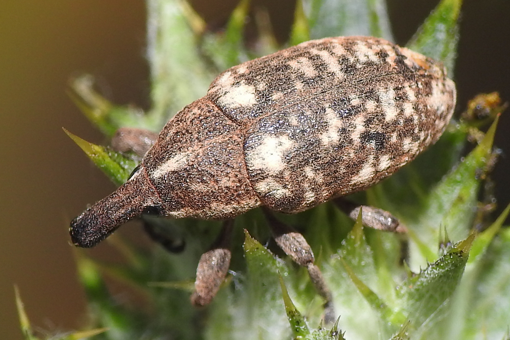 Larinus pollinis - bábakalács-púderbarkó