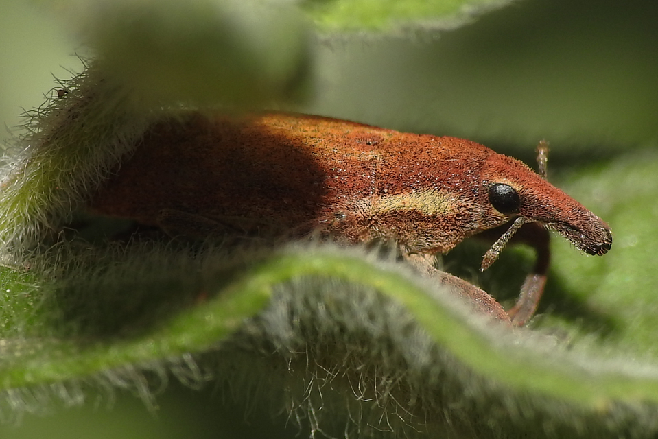 Lixus vilis - gémorr-dudvabarkó