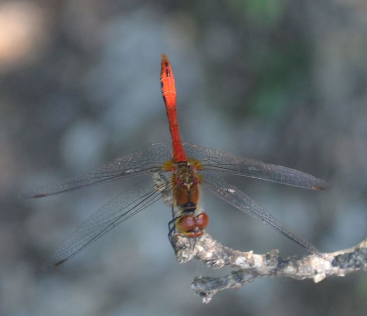 Sympetrum sanguineum - vörös katona-szitakötő Sympetrum sanguineum - vörös katona-szitakötő