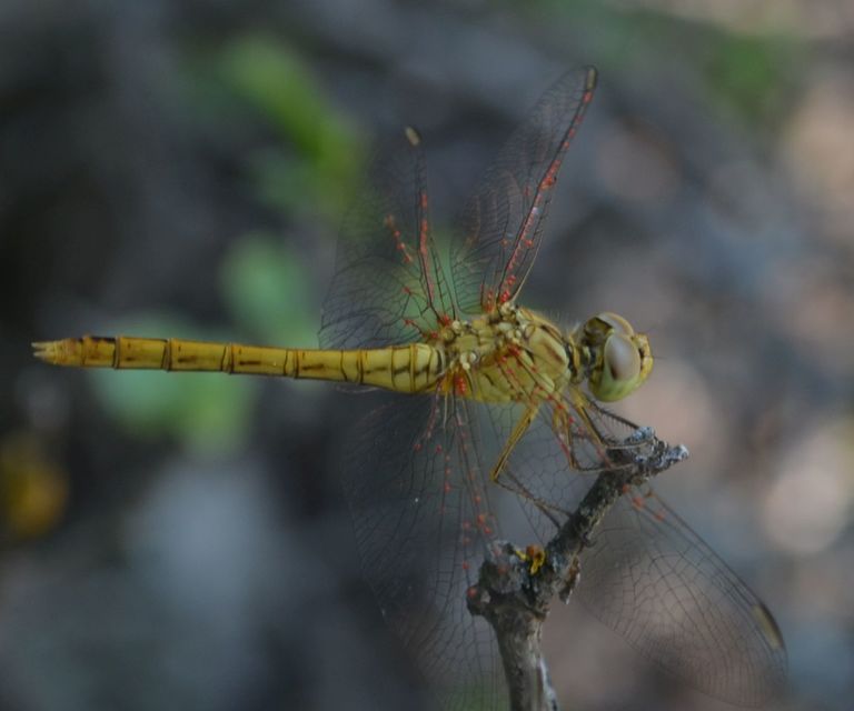 Sympetrum meridionale - fakó katona-szitakötő