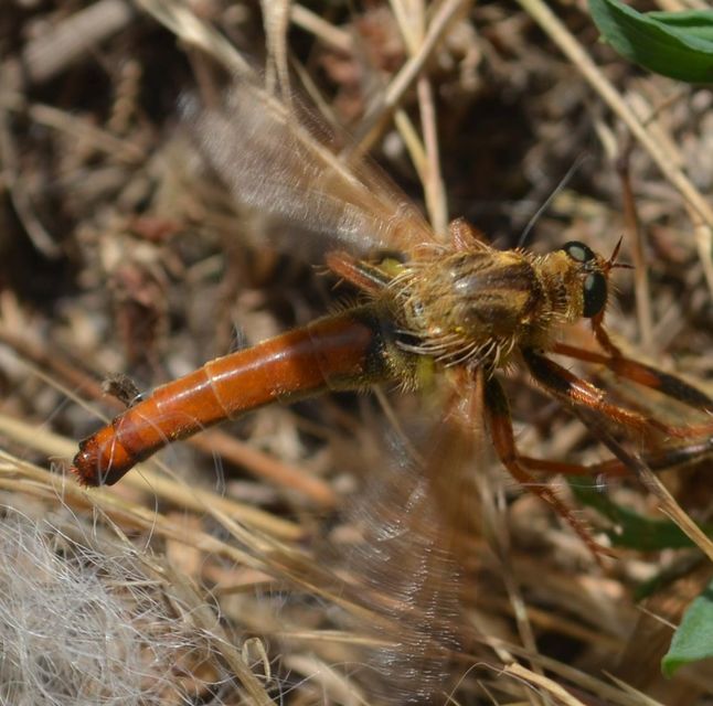 Stenopogon sabaudus