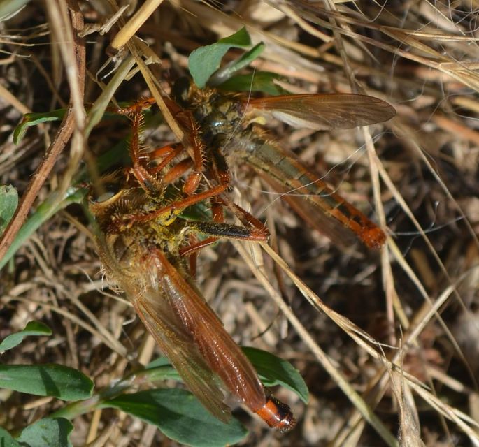 Stenopogon sabaudus