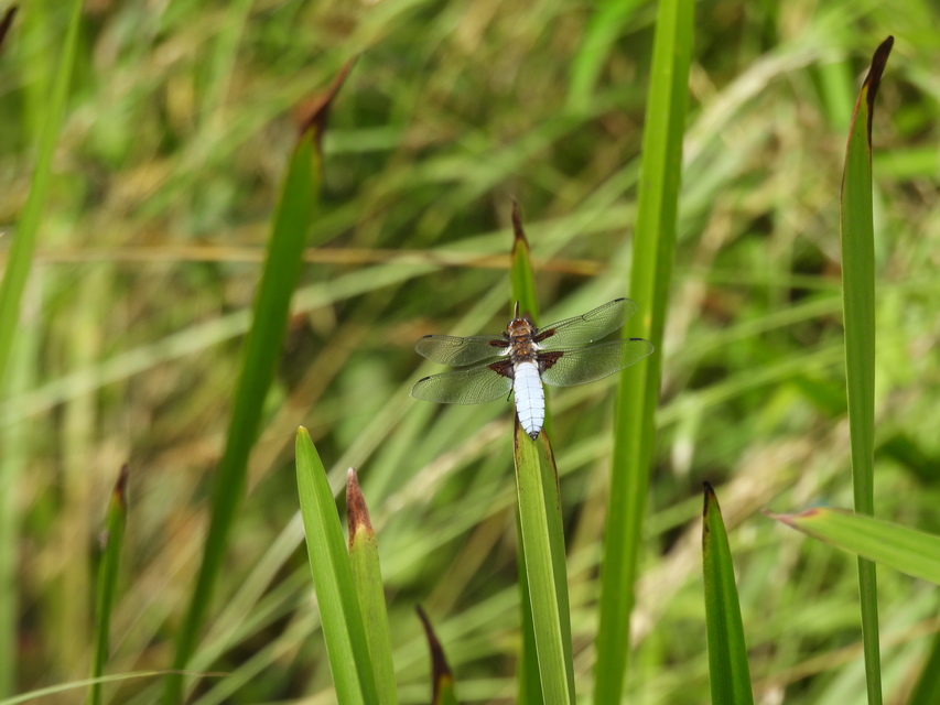 Libellula depressa - széles laposacsa