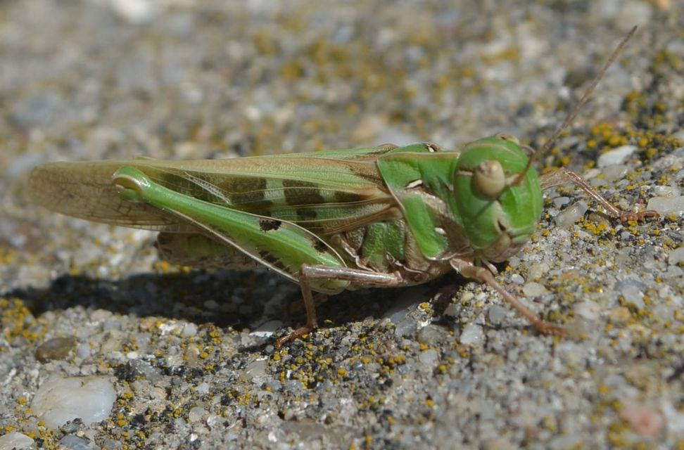 Oedaleus decorus - szalagos sáska