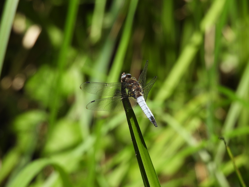 Libellula fulva - kisfoltos laposacsa
