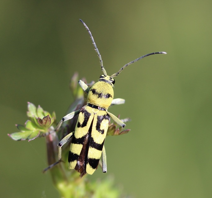 Chlorophorus varius - díszes darázscincér