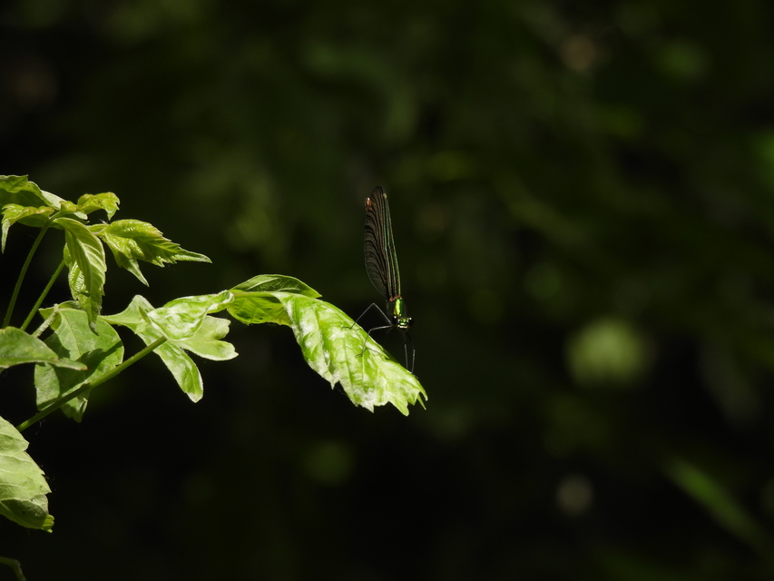 Calopteryx virgo - kisasszony-szitakötő