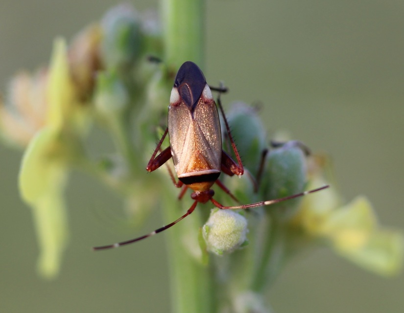 Adelphocoris vandalicus - feketevállú mezeipoloska