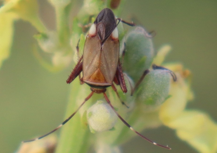 Adelphocoris vandalicus - feketevállú mezeipoloska