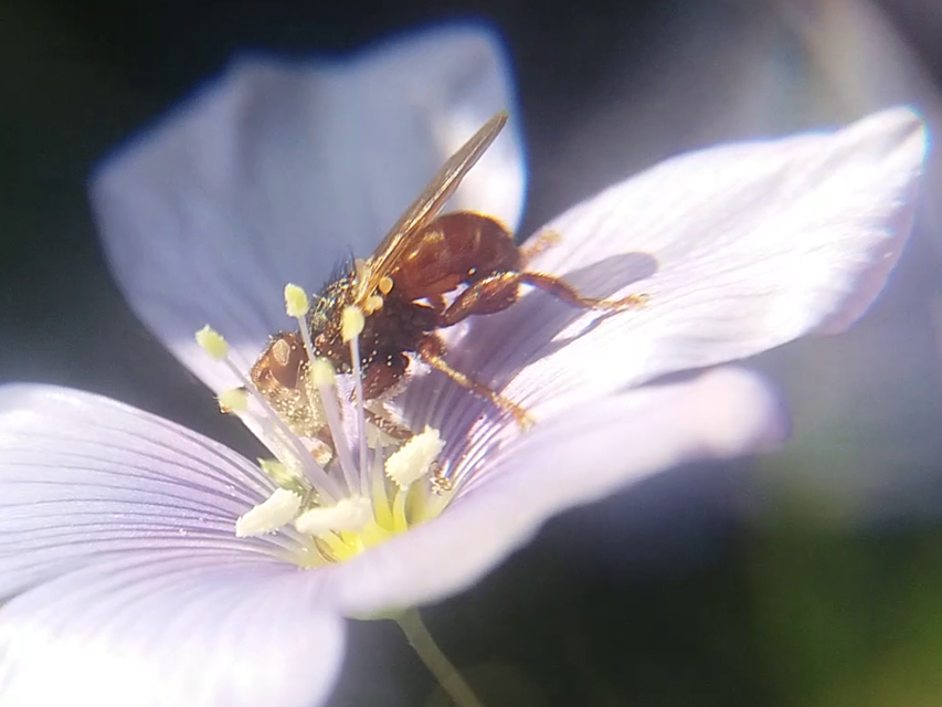 Myopa