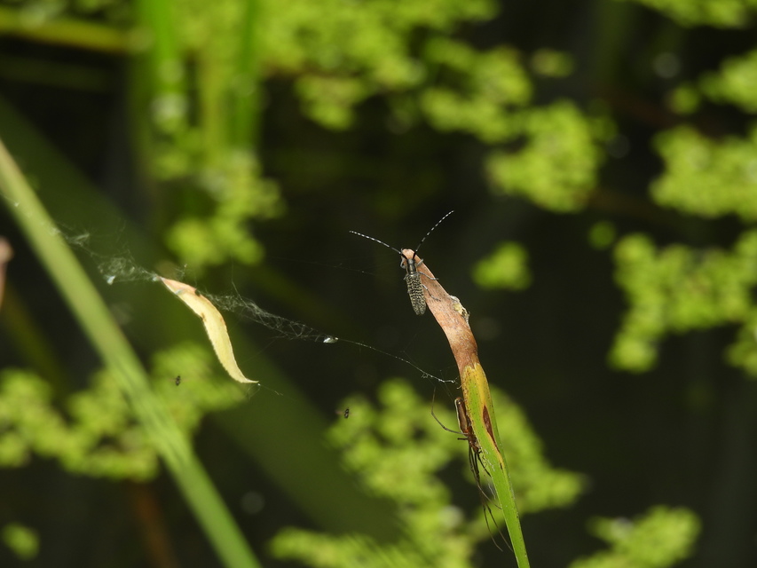 Agapanthia villosoviridescens - fehérgyűrűs bogáncscincér
