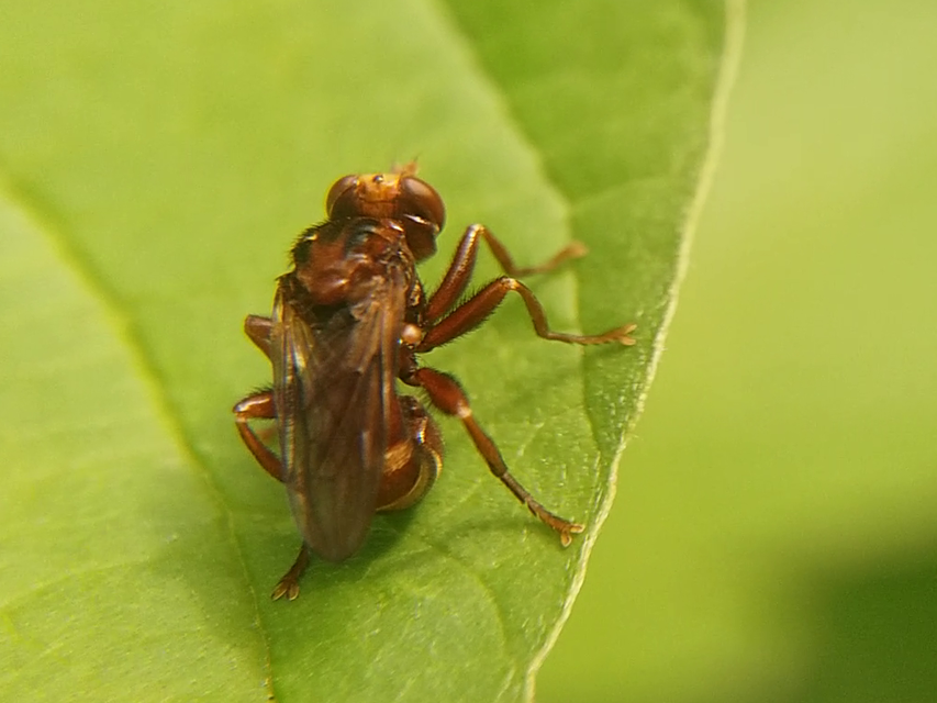 Sicus