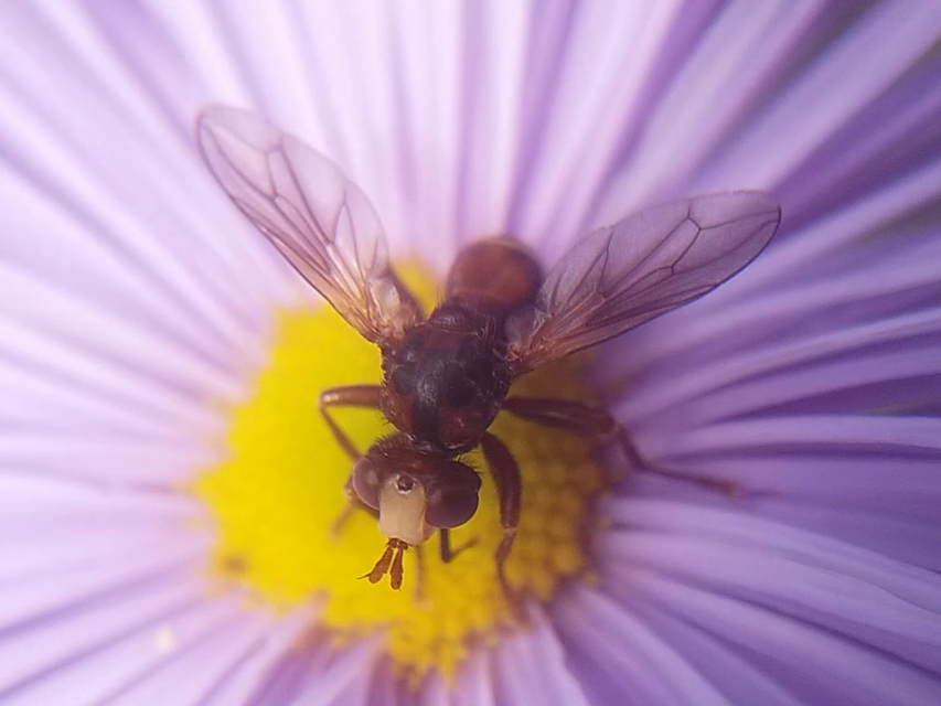 Sicus