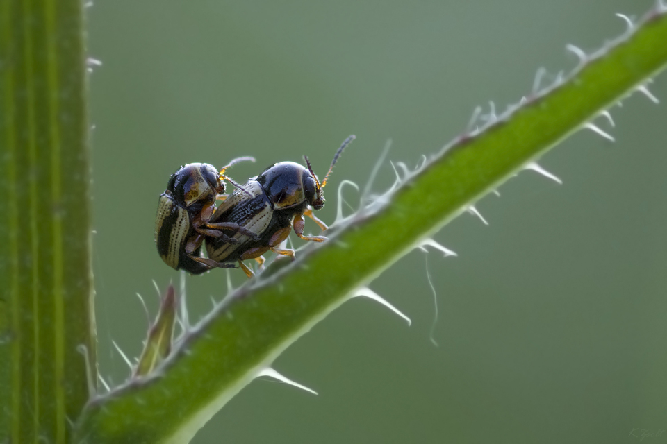 Cryptocephalus connexus - sávos zömökbogár