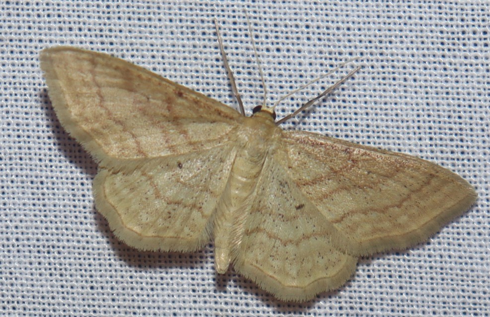 Idaea rufaria - vörhenyes sávosaraszoló