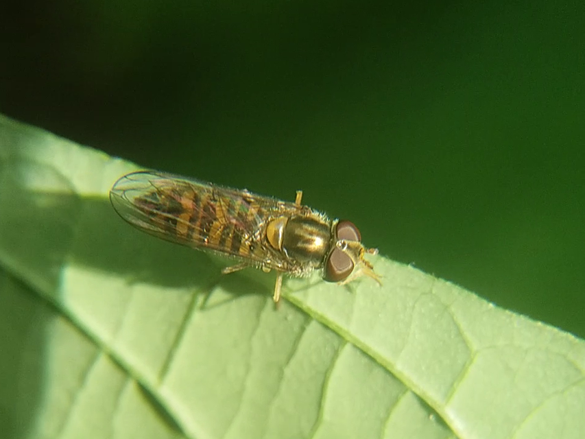 Episyrphus balteatus - ékfoltos zengőlégy