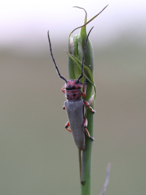 Phytoecia argus - árgusszemű cincér