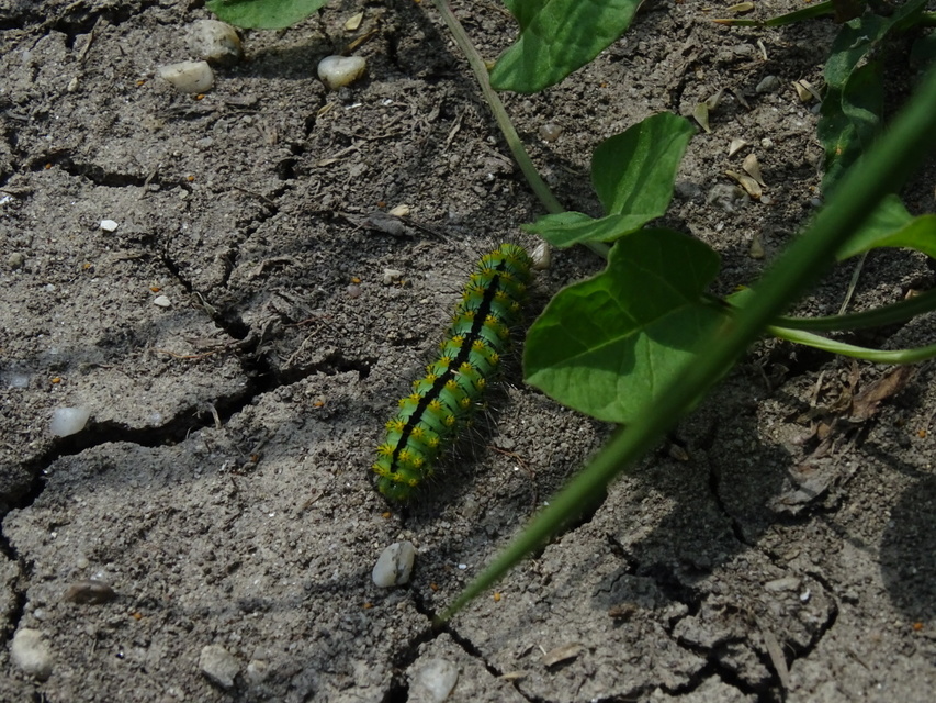 Saturnia pavoniella/pavonia Saturnia pavoniella/pavonia