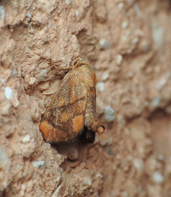 Apoda limacodes - kagylólepke