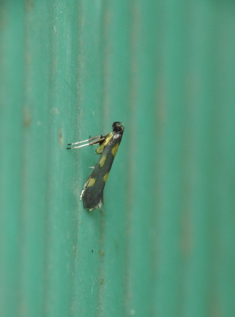 Euspilapteryx auroguttella - orbáncfű-keskenymoly