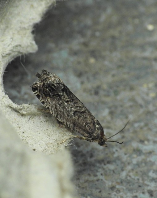 Olethreutinae