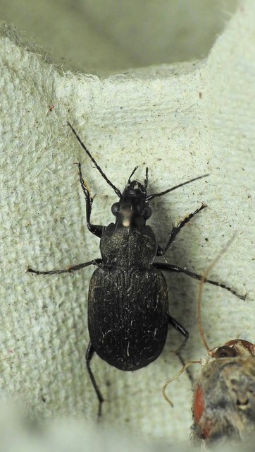 Chlaenius tristis - fekete bűzfutó