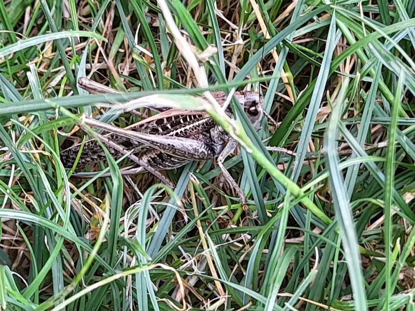 Decticus verrucivorus - szemölcsevő szöcske