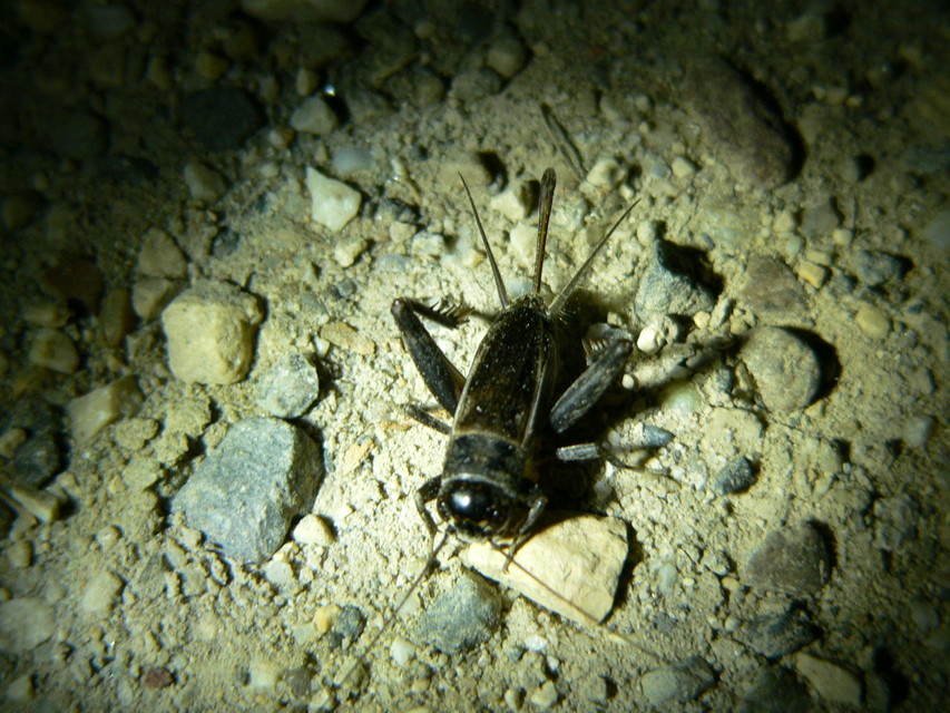 Melanogryllus desertus - fekete tücsök