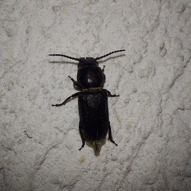 Spondylis buprestoides - erdei félcincér