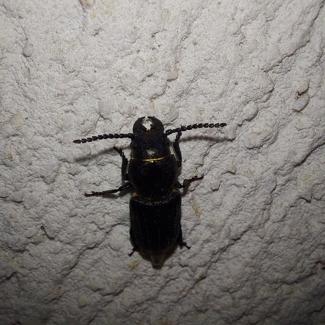 Spondylis buprestoides - erdei félcincér