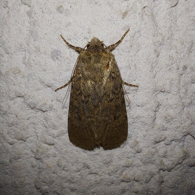 Rhyacia simulans - hamvas földibagoly