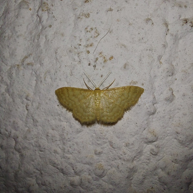 Idaea dilutaria - napvirág-apróaraszoló